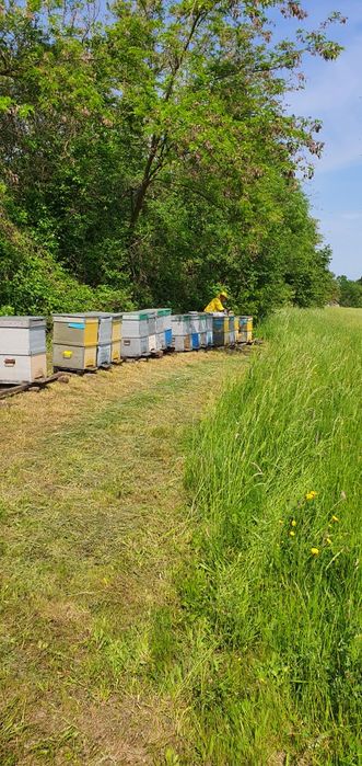 Miere albine BIO salcâm - tei - mur