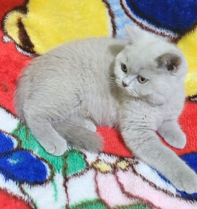 British shorthair fawn