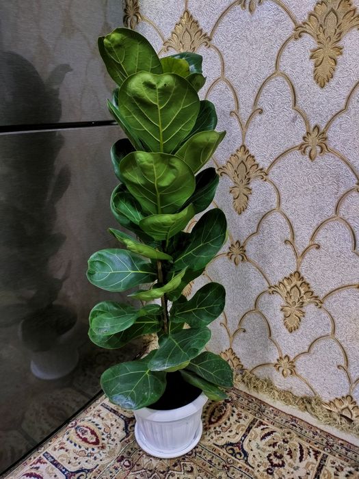 Красивые растения . Доставка