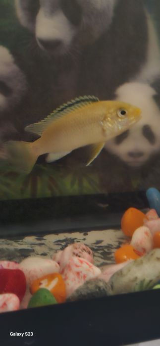 Астронотусы рыба Oscar и Африка малавийская цихлида Yellow