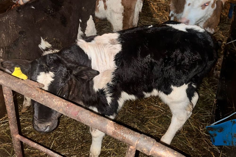 продам месячного бычка