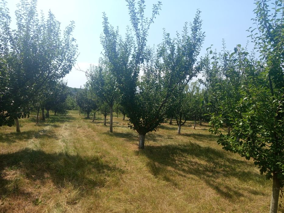 Продава се Къща в с. Медовина, Област Търговище - 80 кв.м за 988 €/кв.м - Снимка #6