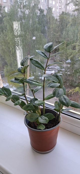 Продам замиокулькас