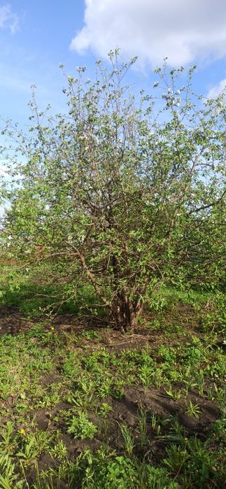 Срочно Продам дачный участок