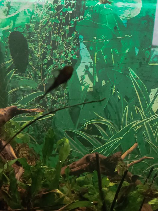 Сомчета Анциструс