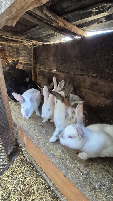 Продам кроликов.
