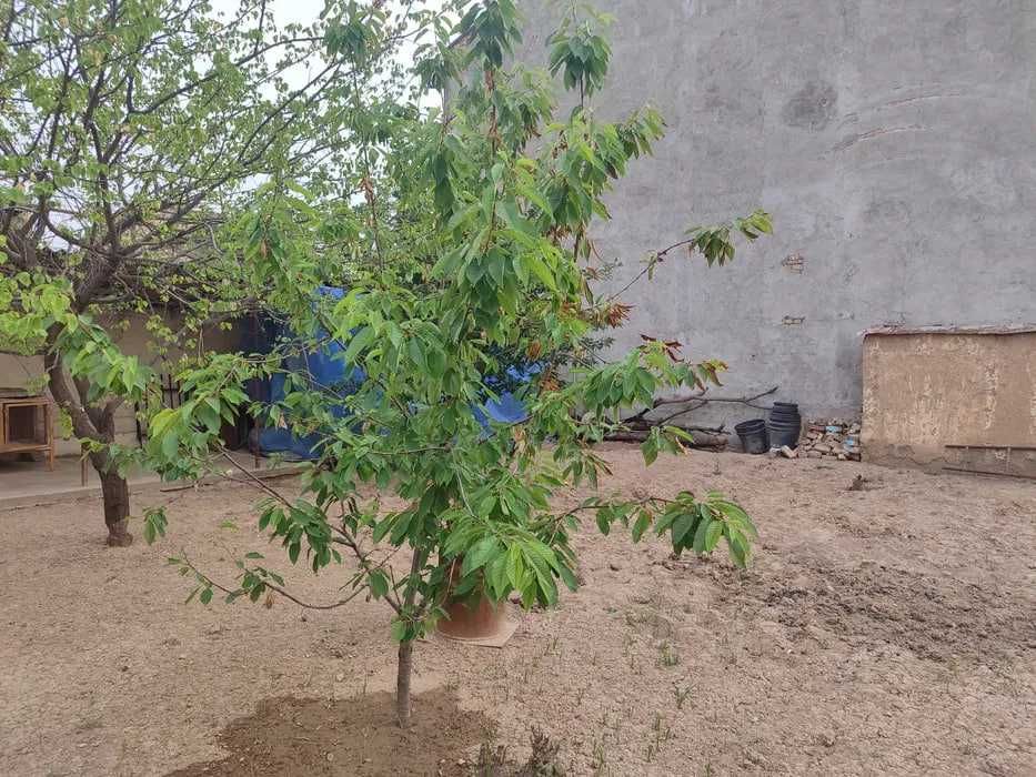 Сув буйида Ховли сотилади.! 4 сотик 3 хона 22 метр фасад  Кибрай рн