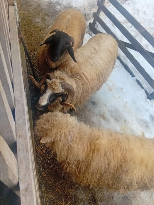 Oi de vânzare 3 buc