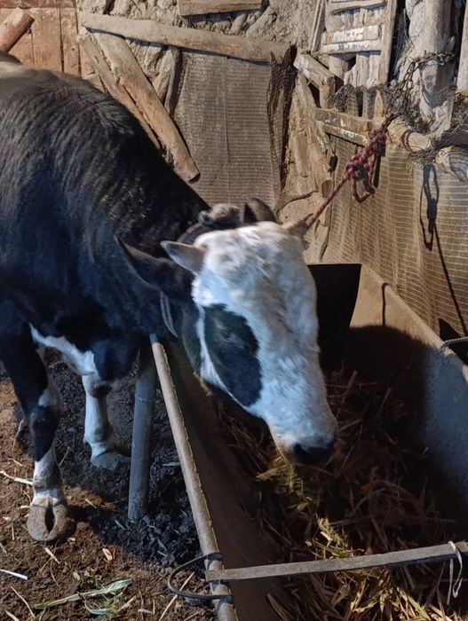 бука сотилади  ..