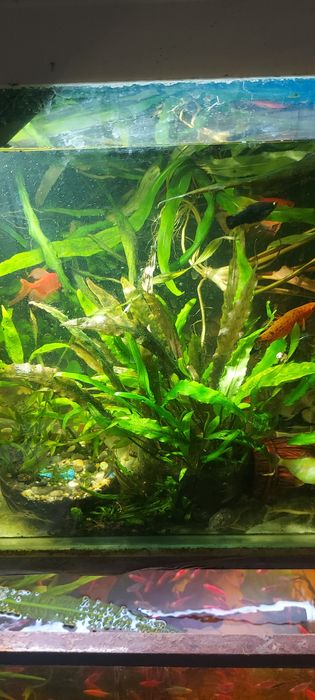 Скалярии вуаль. Растения рыбки..