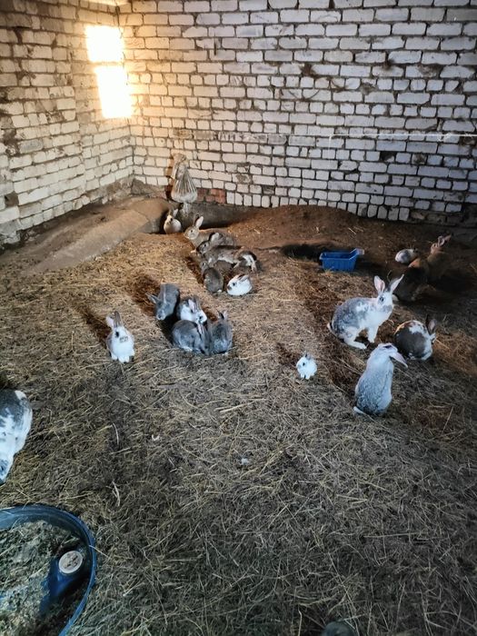 Кролики зайцы домашние