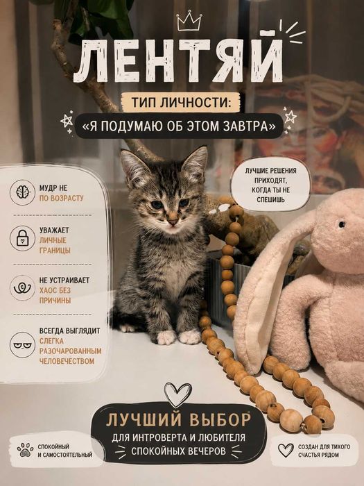 Котята 1.5 мес 4 штуки