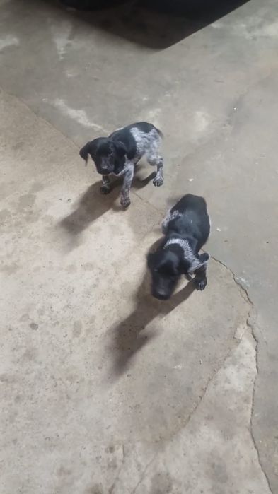 Курцхар сатылады еки кушиги