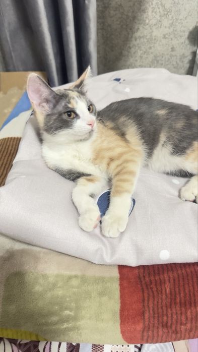 Отдам в хорошие руки