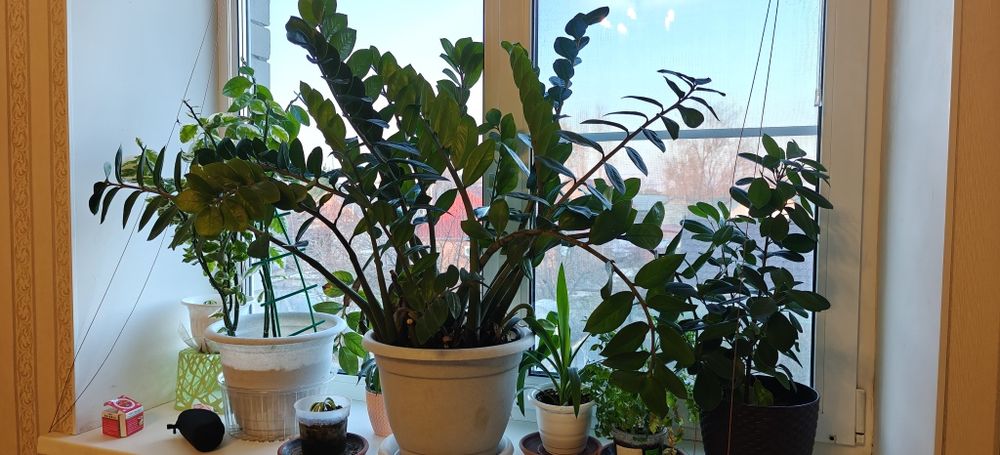 Продам долларовое дерево