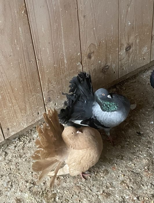 Porumbei voltați de vânzare