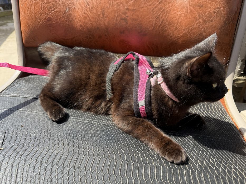 Отдам двух котят