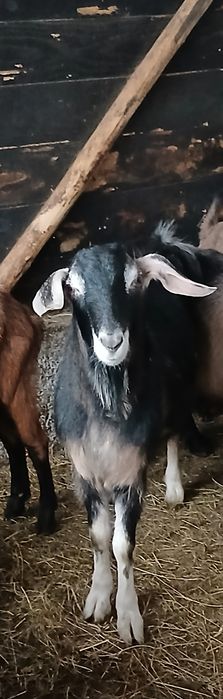 Tap Metis Anglo-nubian de vanzare