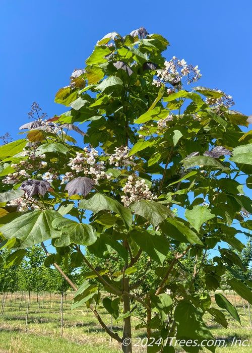 Catalpa Purpea .
