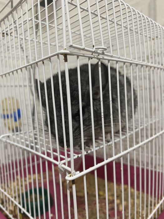 продам шиншиллу,3 месяца