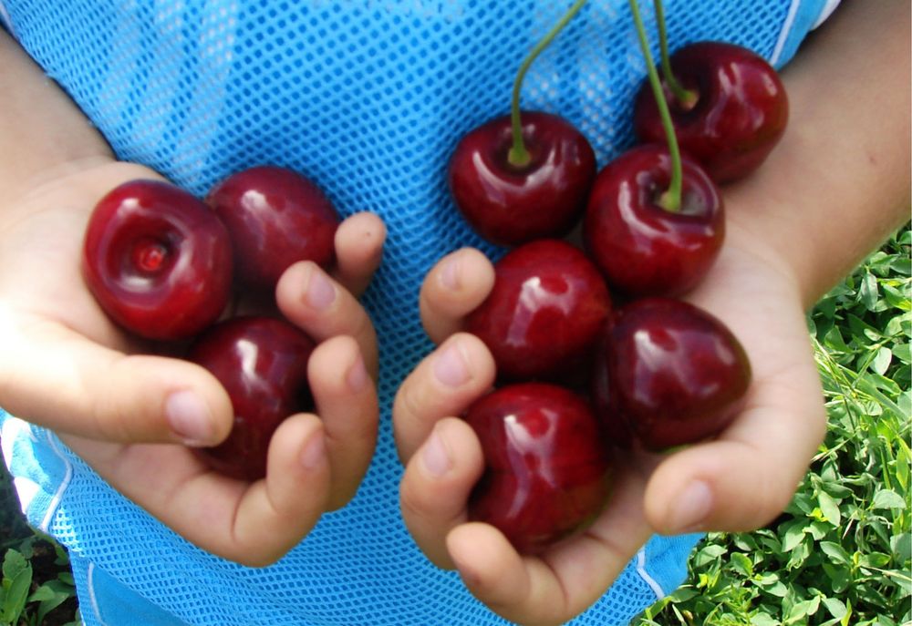 Cires Napoleon de august