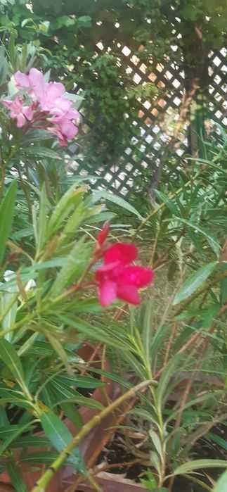 Leandri maturi, culori alb, roz sau roșu grena, înălțime 120 - 140 cm