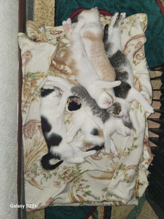 Хадяга,  мушук  Яхши бокадиган инсонларга хадя киламиз