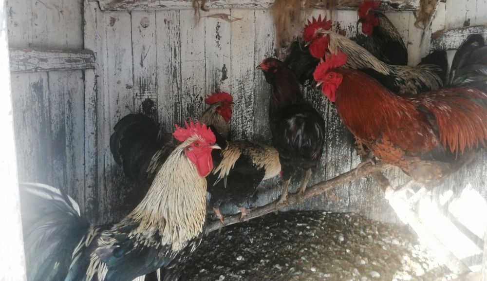 Vând cocoși de diferite rase