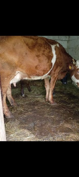 Vând vacă de 7 ani bună de lapte