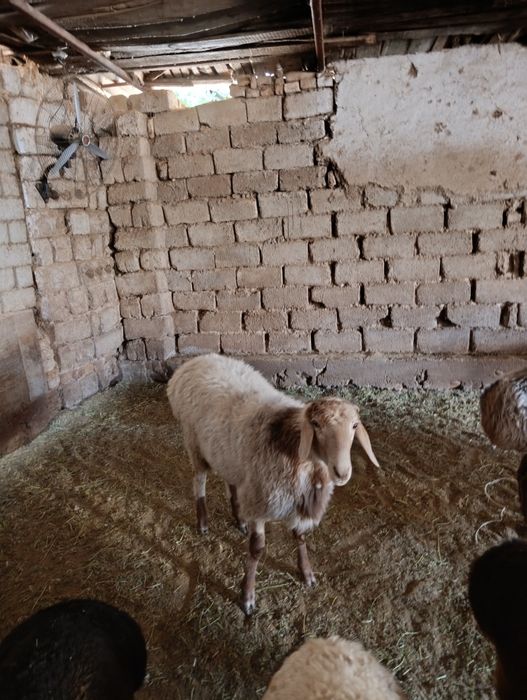 Qassob xizmati  jivoy vesiga 85.000 mingdan 90.000 mingachen