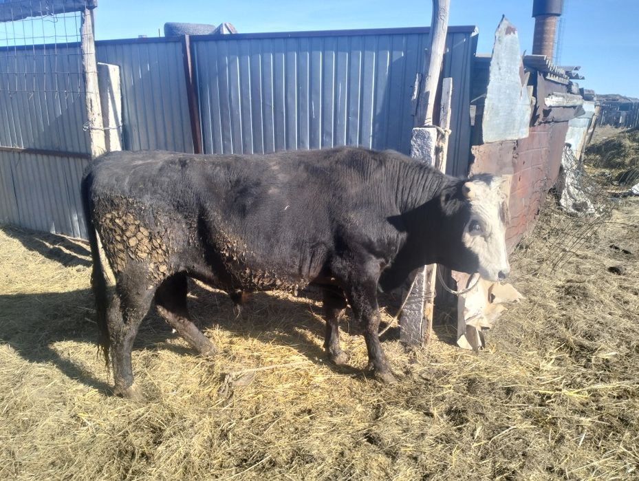 Лошади быки коровы