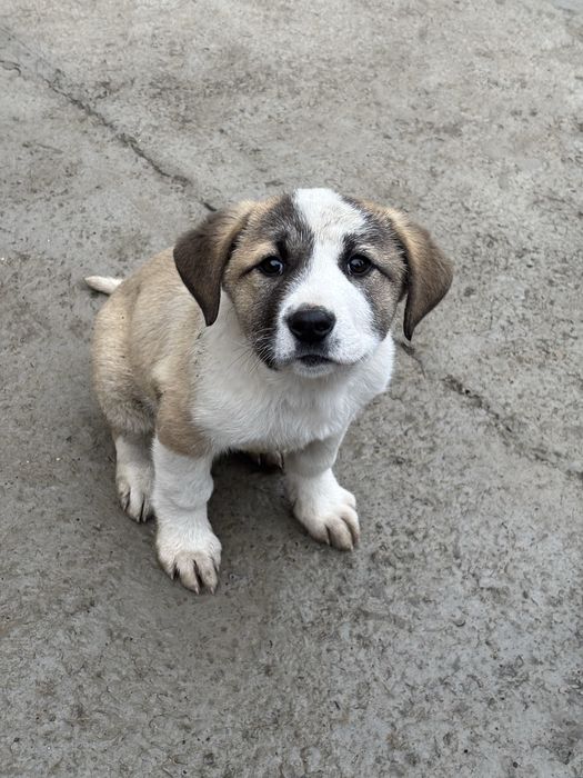 Алабай 2 айлык, ургашы кушик.