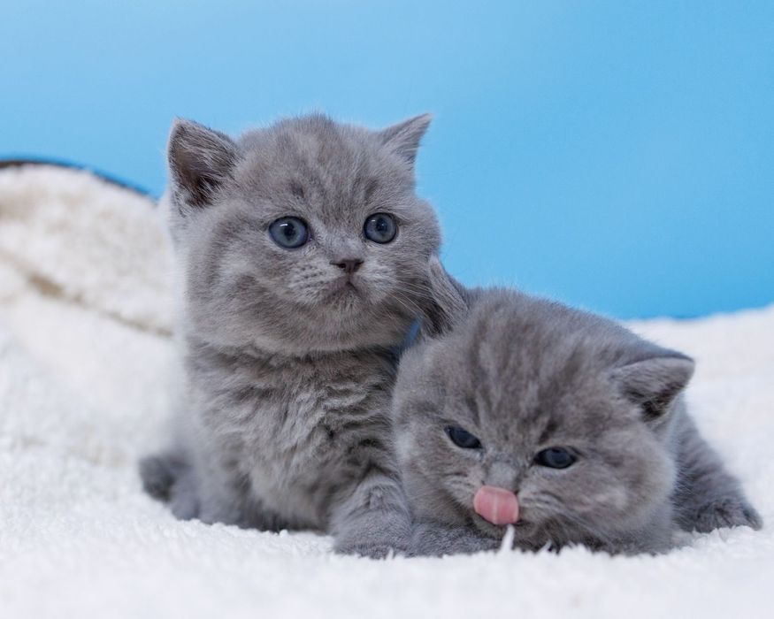 Британские котята голубого окраса