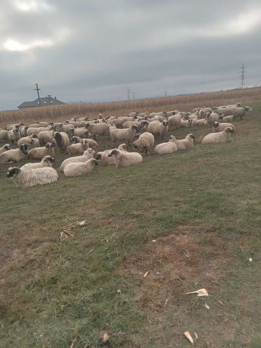 Oi de vanzare pe ales