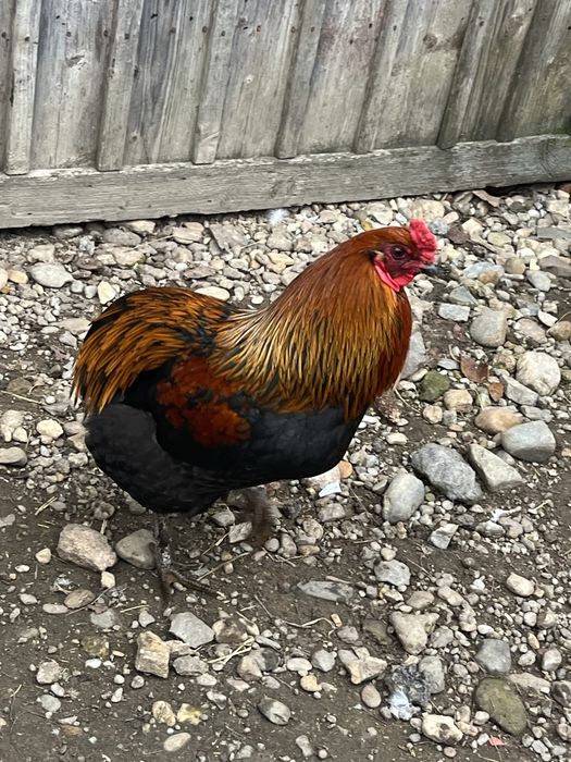 Vand cocodi si ratoi diferite rase