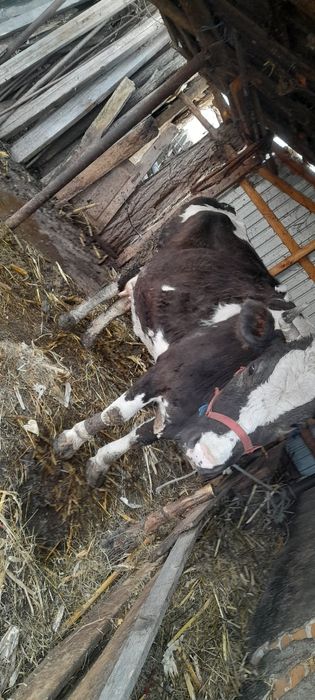 Vând vaca de rasa  baltata