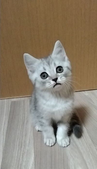 Скоттиш страйт. Мальчик.