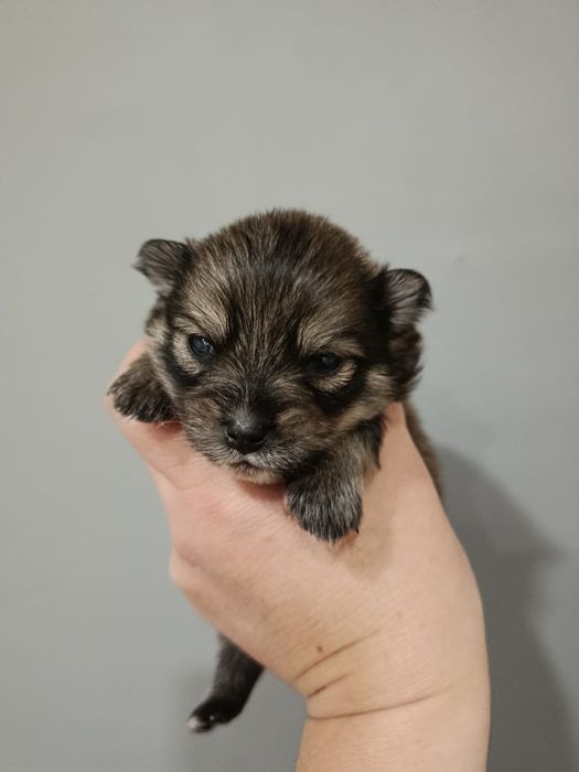 Щенки Породы Шпиц