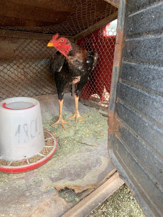 Продам петуха Дакан