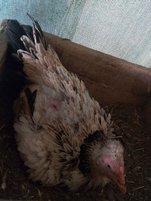 Kuruk tovuq sotiladi