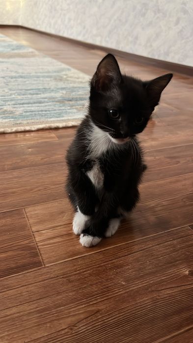Отдам котят в хорошие руки