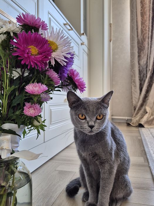 Чёрные котятки ищут дом