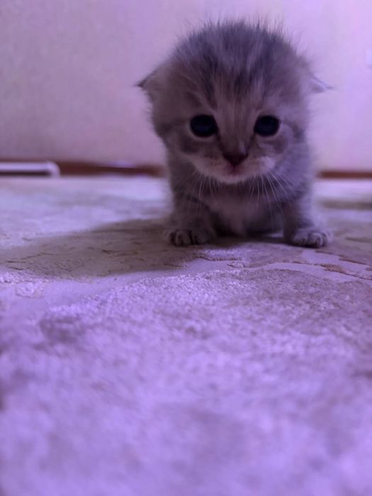 Готовятся к продаже котята скотиш фолд и скотиш страйт  девочка