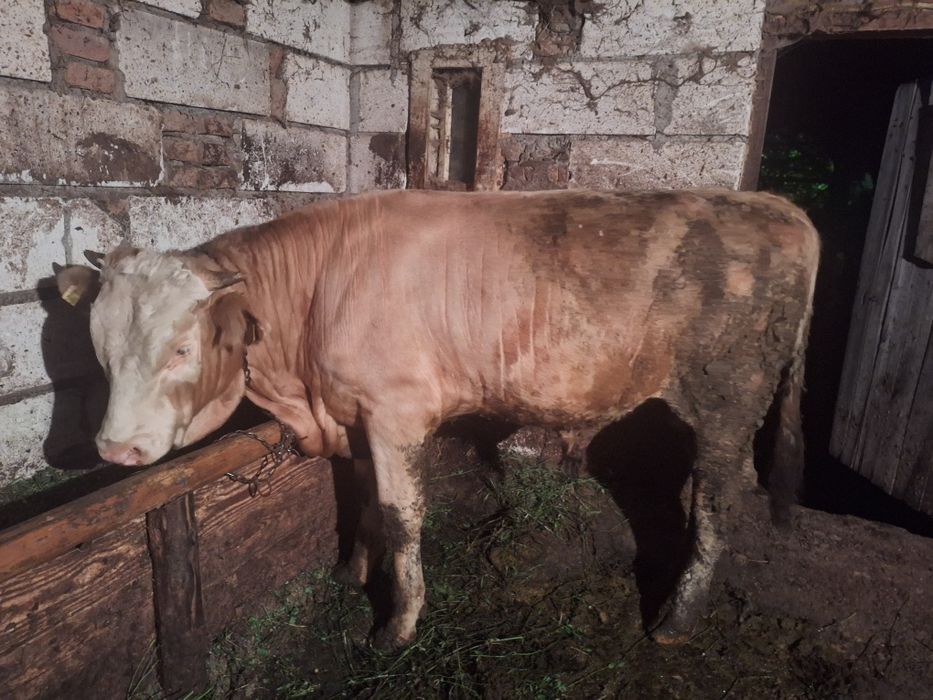 Taur bălțat de vânzare