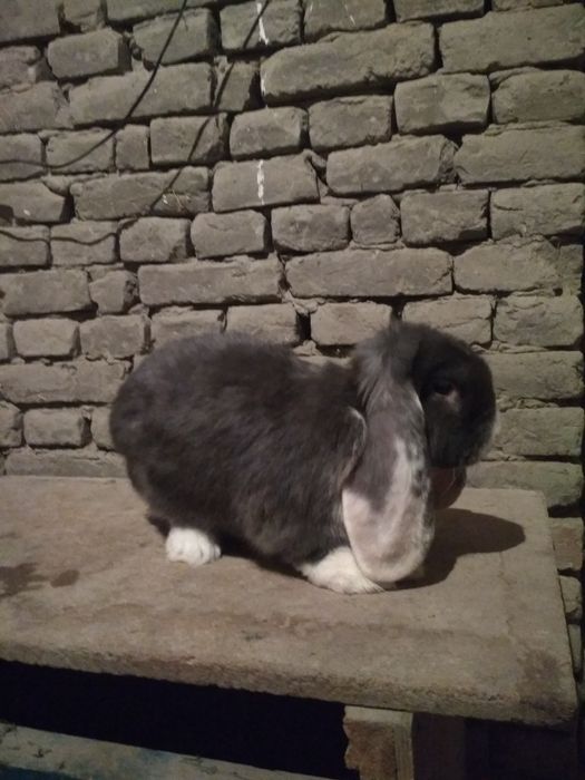 Французский баран