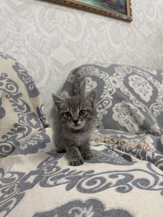 Отдам котенка даром