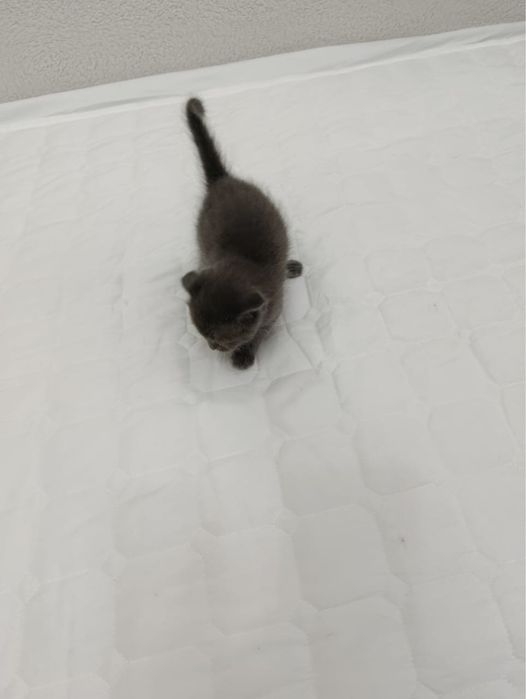 Котенок , мальчик , отдам в добрые руки !