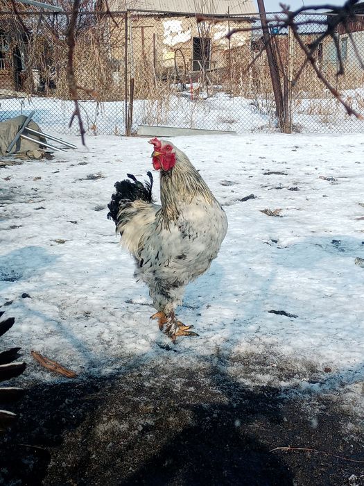 Продам молодых петухов