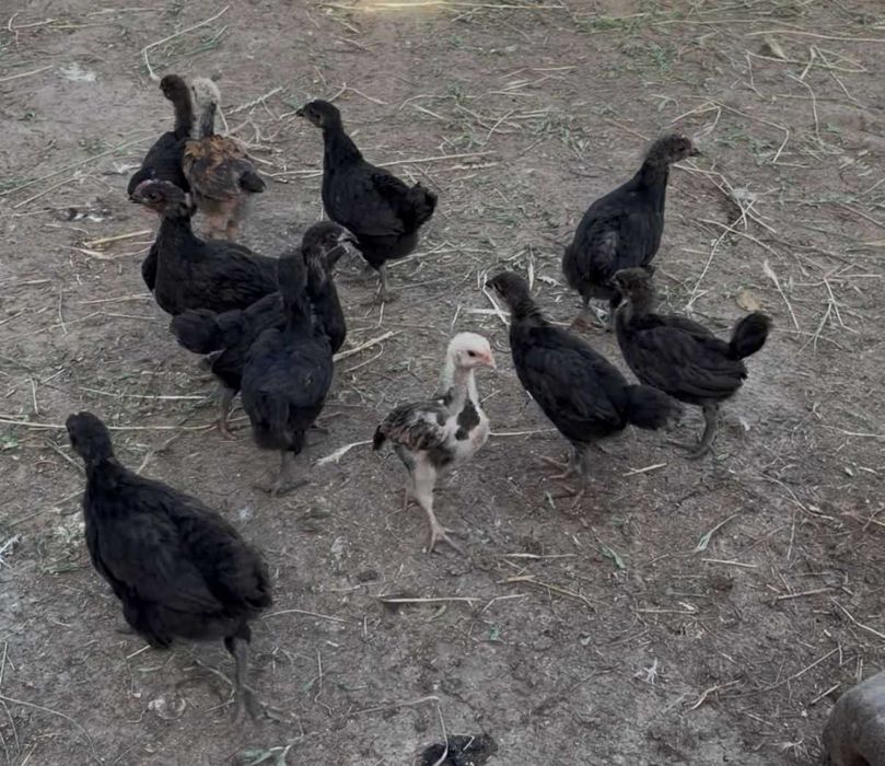 Продам цыплят черных