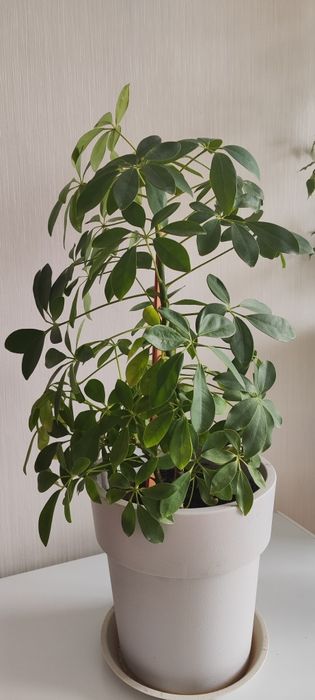 Продам комнатные цветы